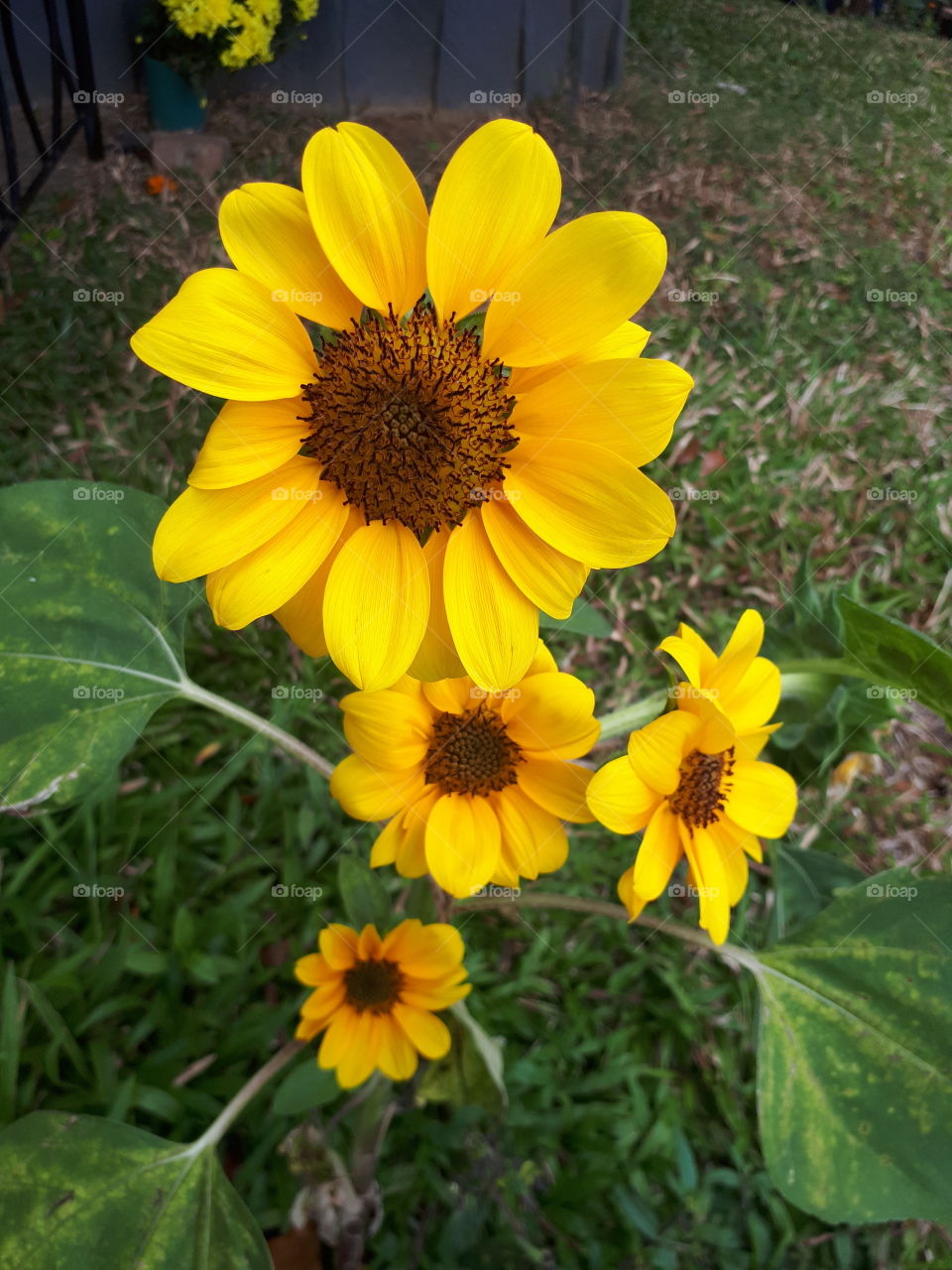 Sun flowers is love.