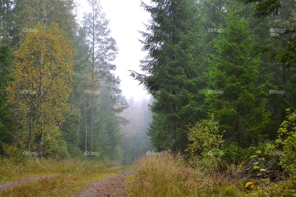 Scenic view of forest