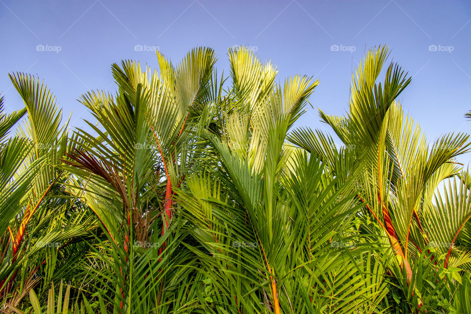palm leaf