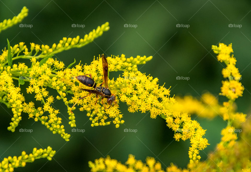 Wasp enjoying the beautiful greens and yellows of nature. 