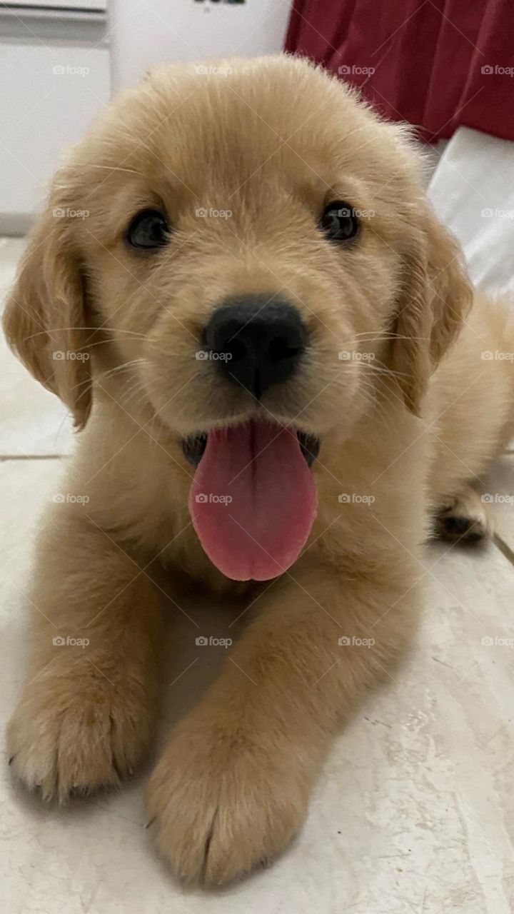 Golden retriever 