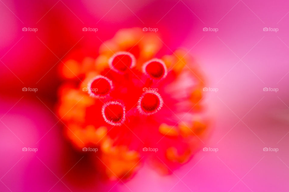 Macro image of flower stem of pink and red flower, showing little details on the stems