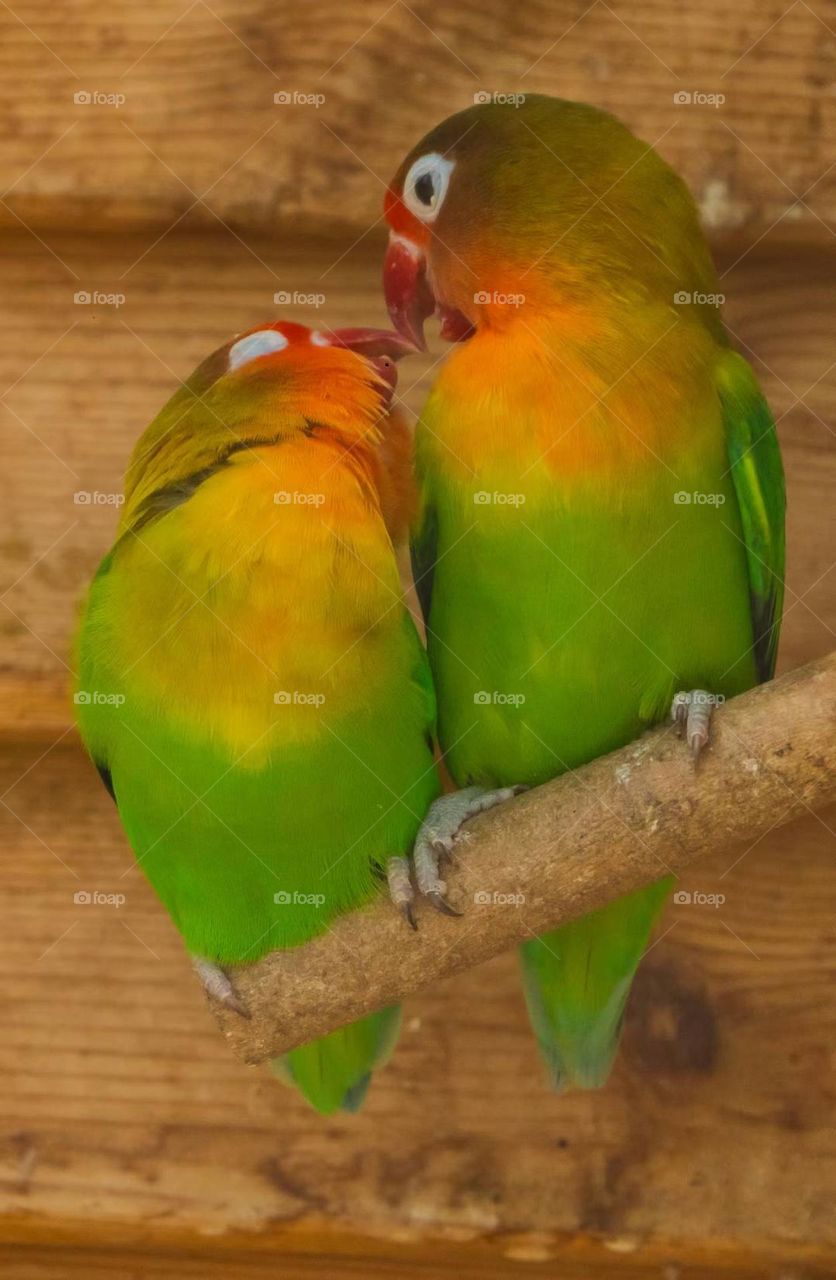 Fei's Peony Parrot, Photographed in China