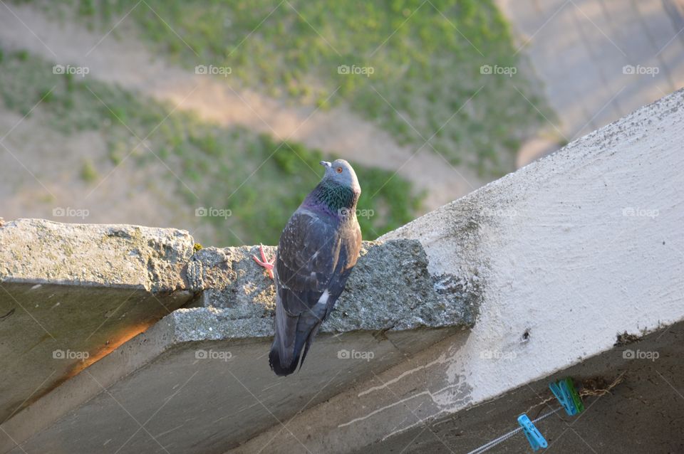 pigeon on balcony