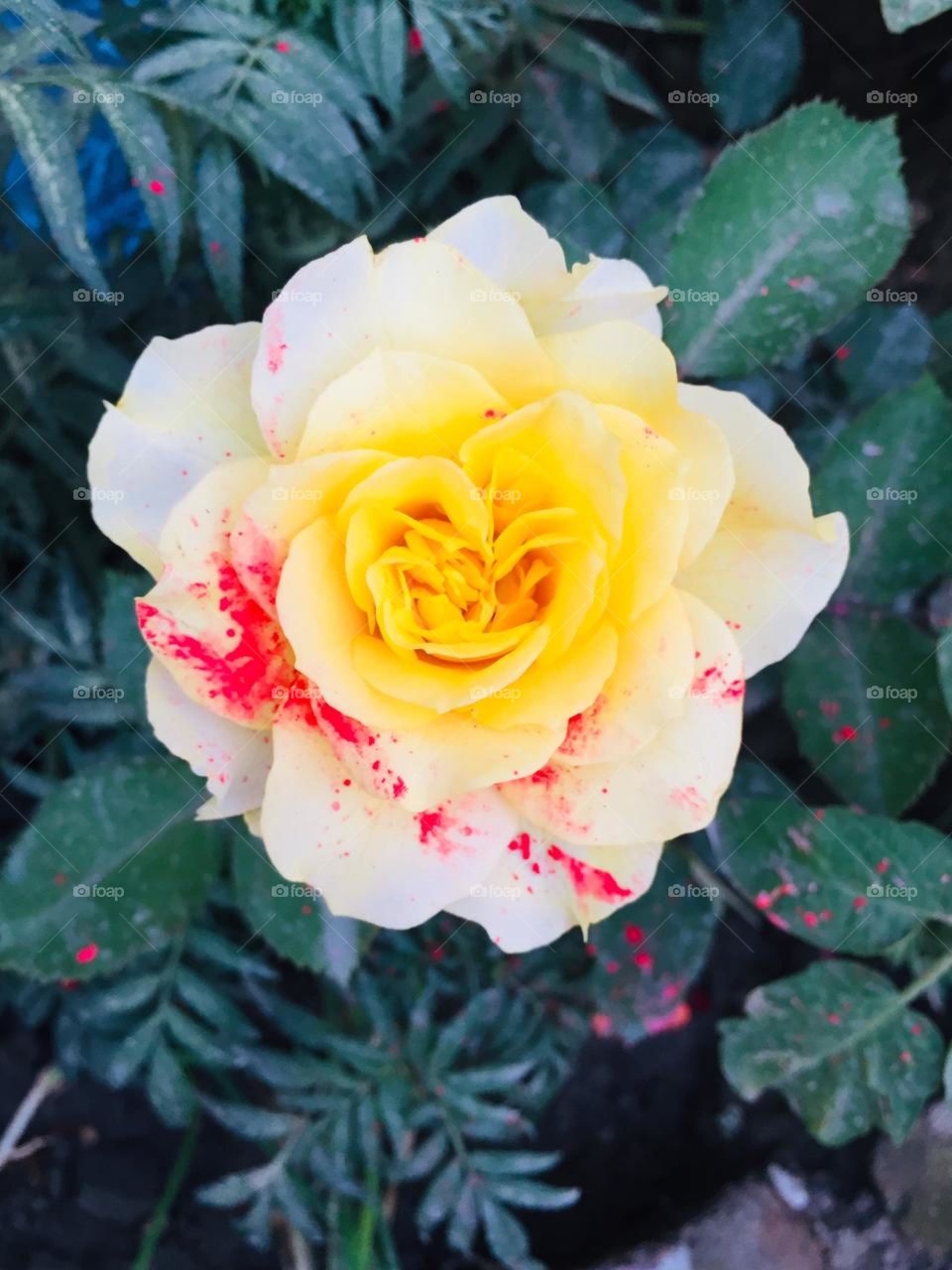 # Rose 🌹# it's Click by me 👉Mr. Satya Anand👈