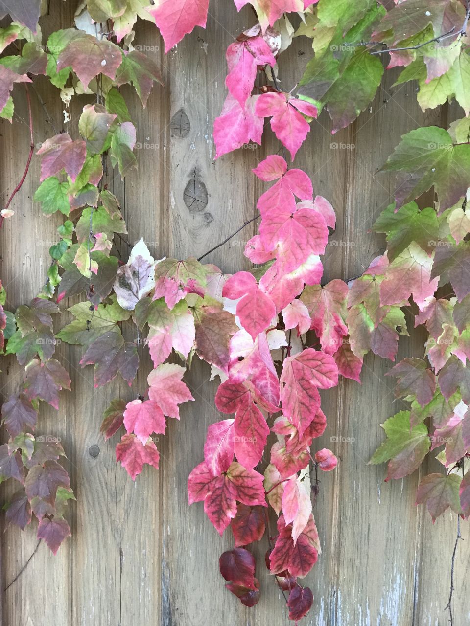 Bright red leaves on fence