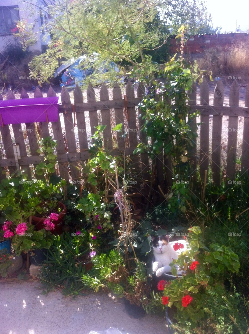 Cuci’s corner in the garden