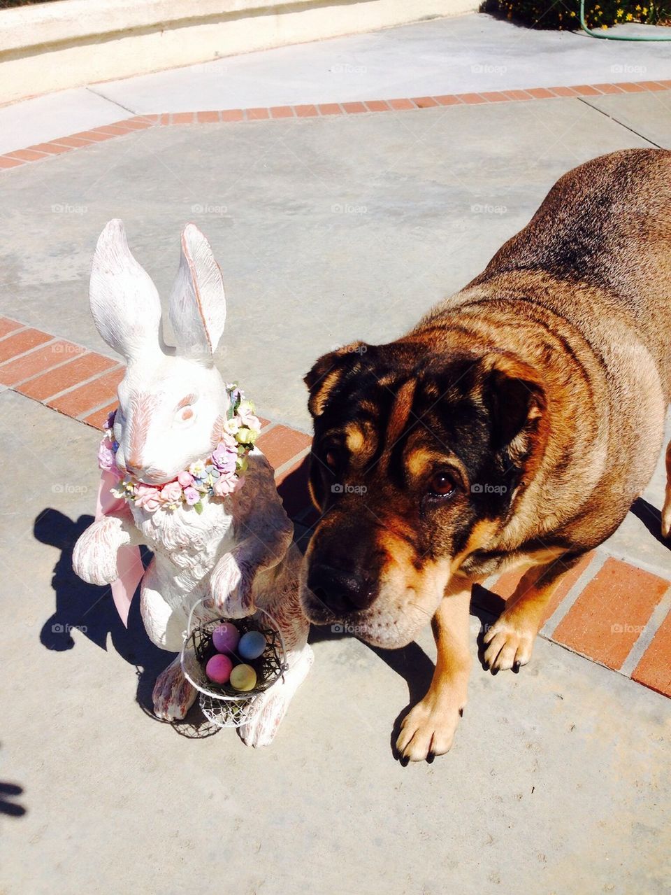 Easter bunny and dog