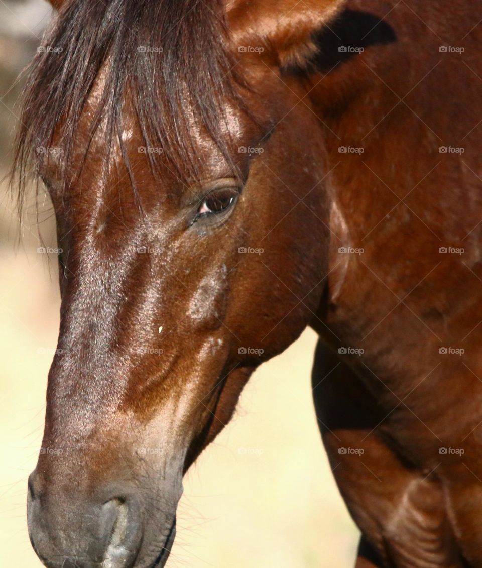 Portrait of a Wild Horse