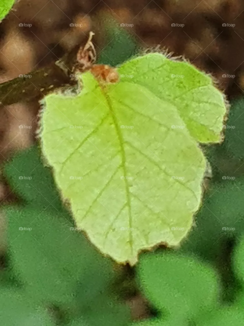 A leaf in the wind