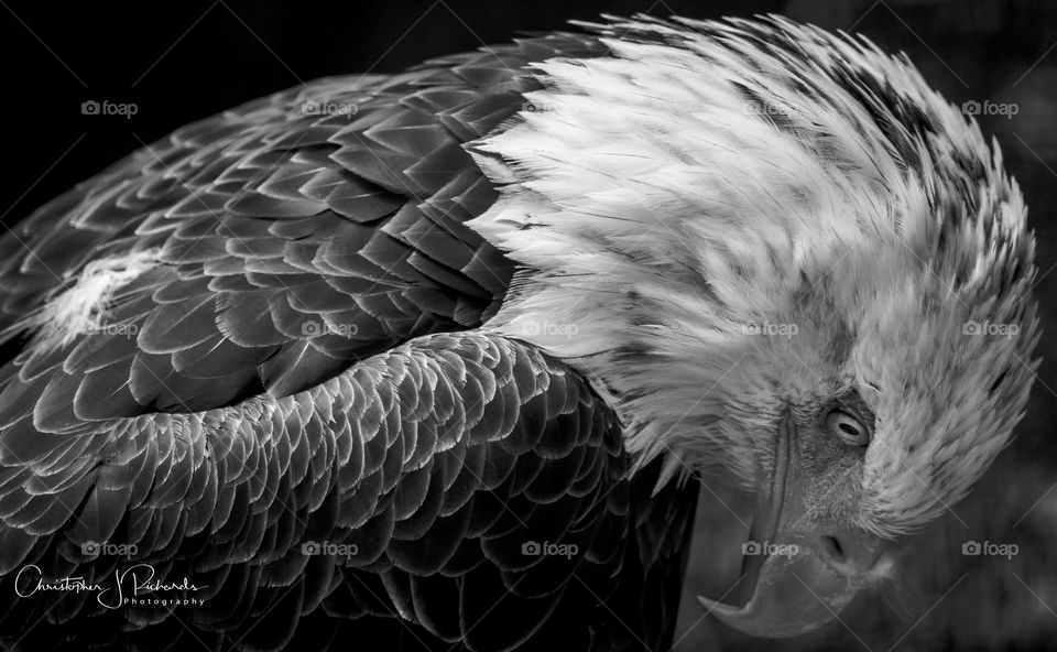 eagle