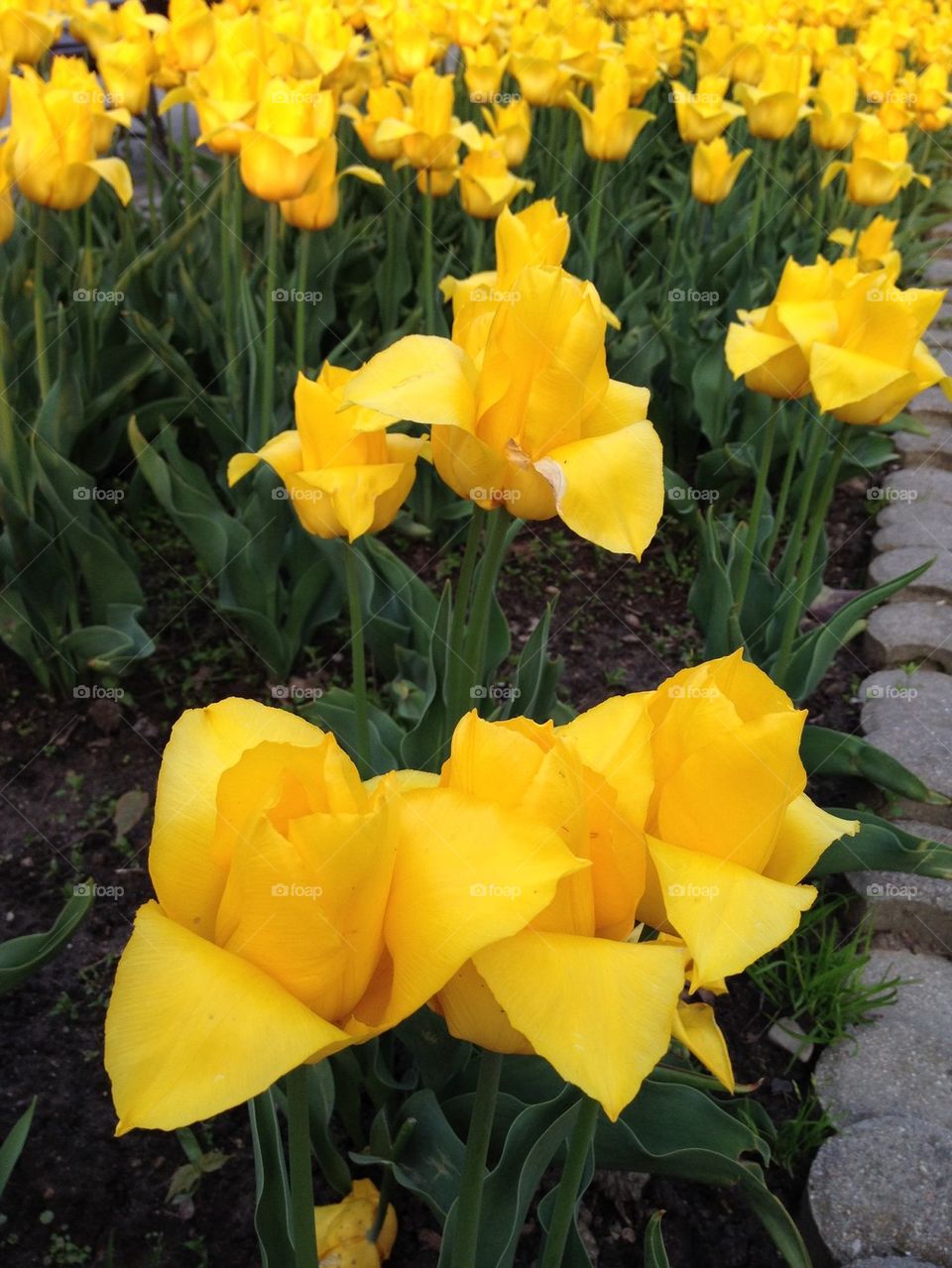 Yellow tulips 2