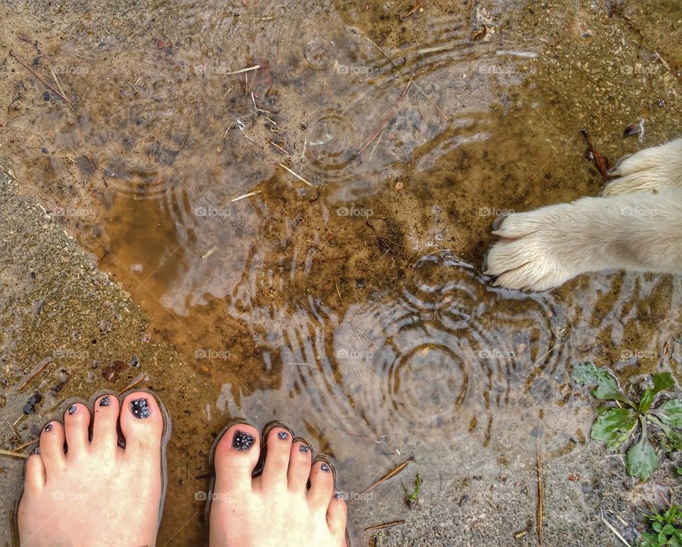 Puddle Buddies, Great Pyrenees and Friend
