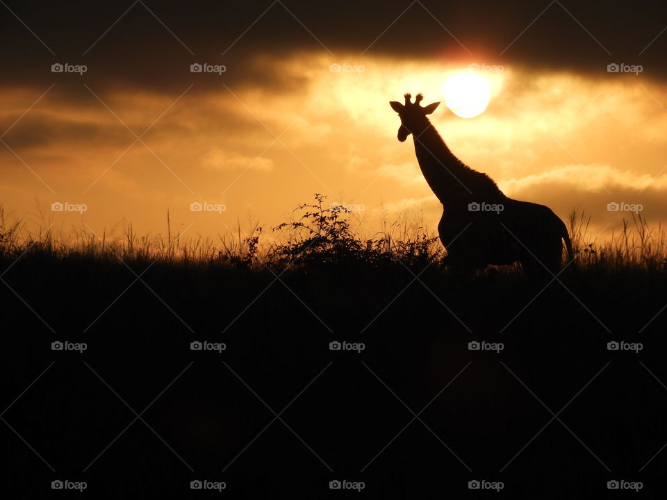 Silhouetted giraffe at sunrise seen on safari in KwaZulu-Natal, South Africa