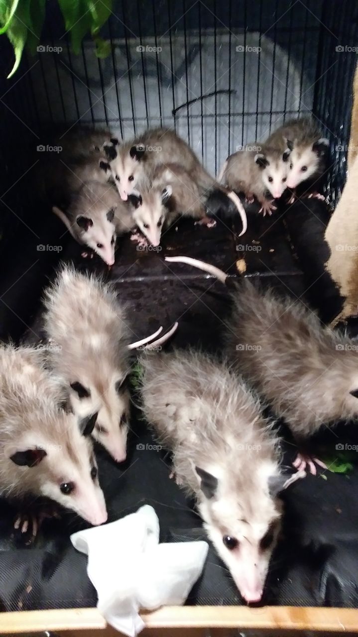 daily cage cleaning can be a challenge!!