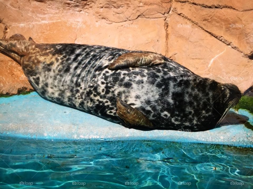 Lazy seal 
