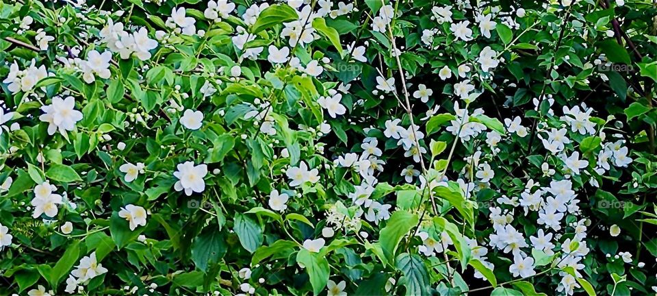 These gorgeous white flowers are growing in a beautiful garden in rural „Lower Bavaria“, Germany along with other flowers, bushes and trees. 2024. Hypnotic Productions