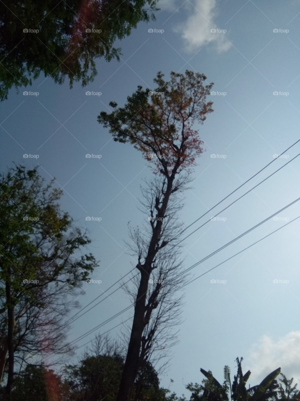 Half summer and green