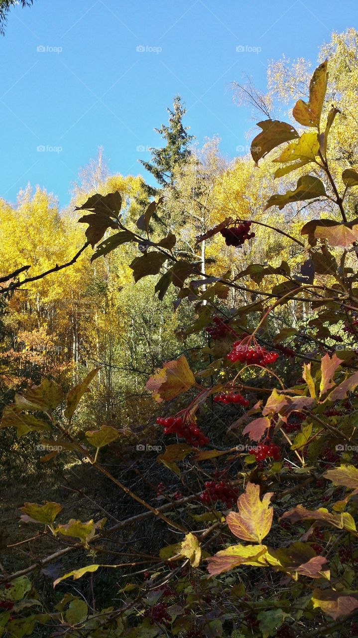 Autumn fruits