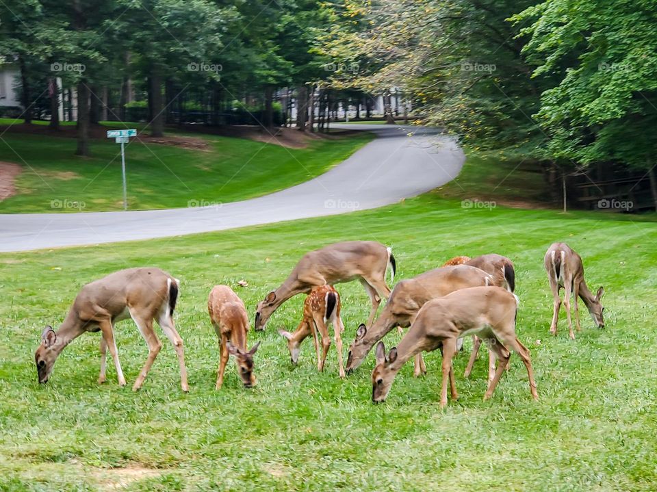 Deer gather and graze in a neighborhood park without care or worry on a beautiful summer afternoon