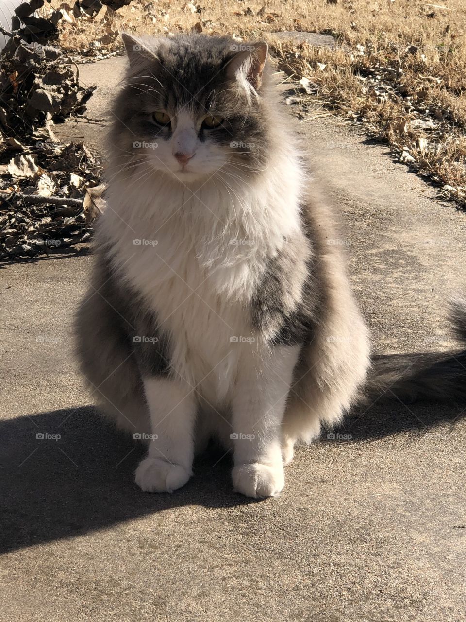 Cutie pie fluffiness cat