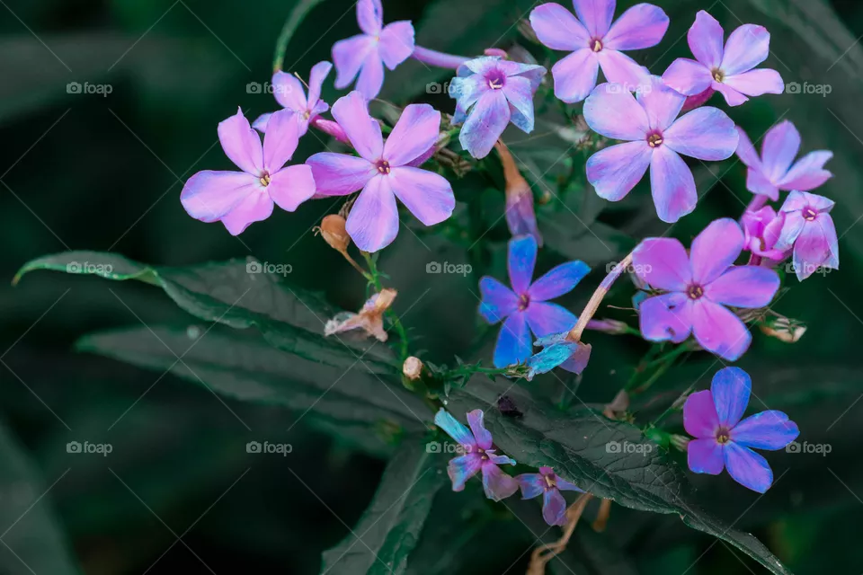 pretty purple wild flowers