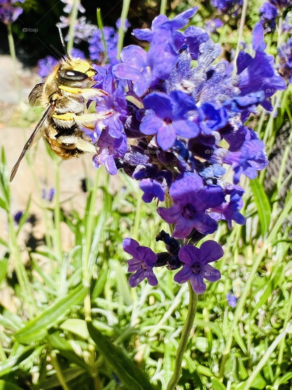 Bee