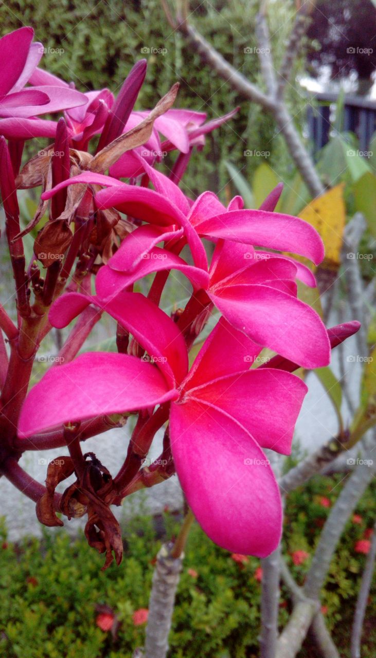 Flowering Tree