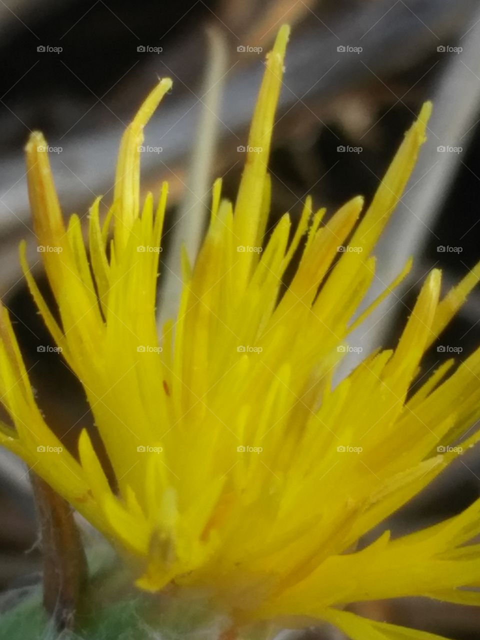 close up on flower