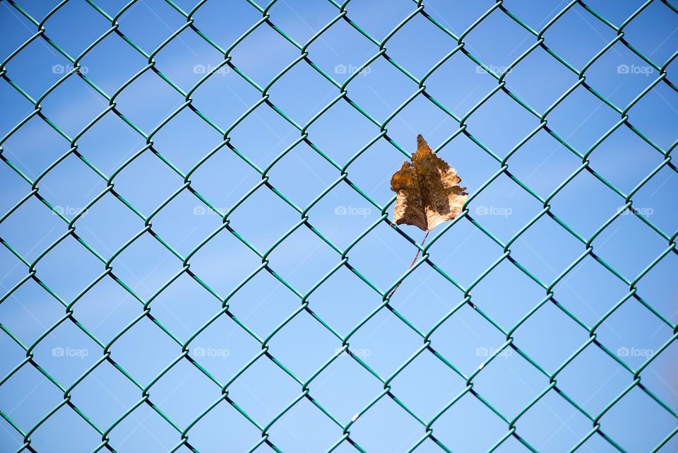 One leaf on metal fence