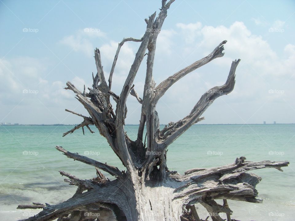 Fallen driftwood tree in ocean