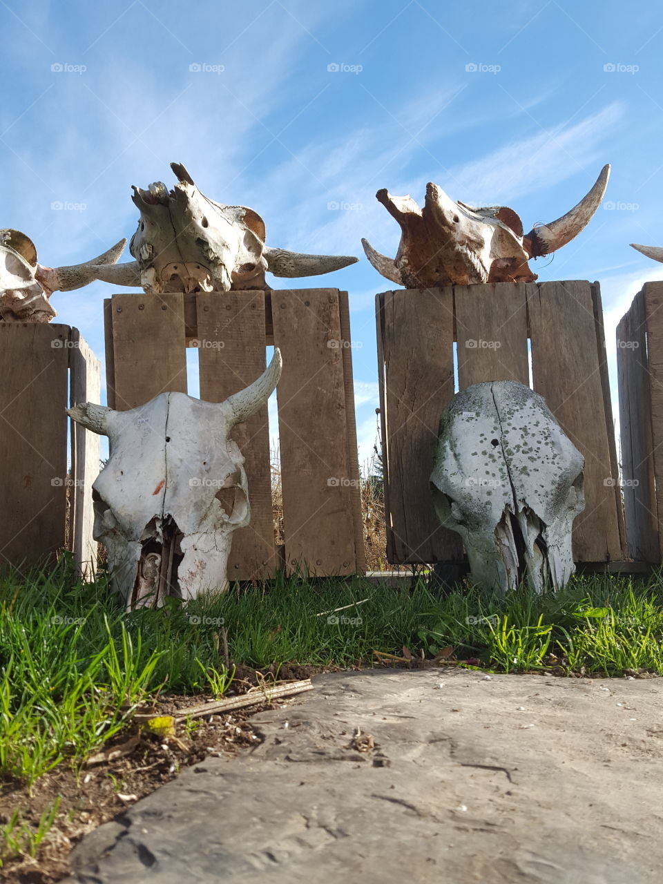 View of cow skulls on grass