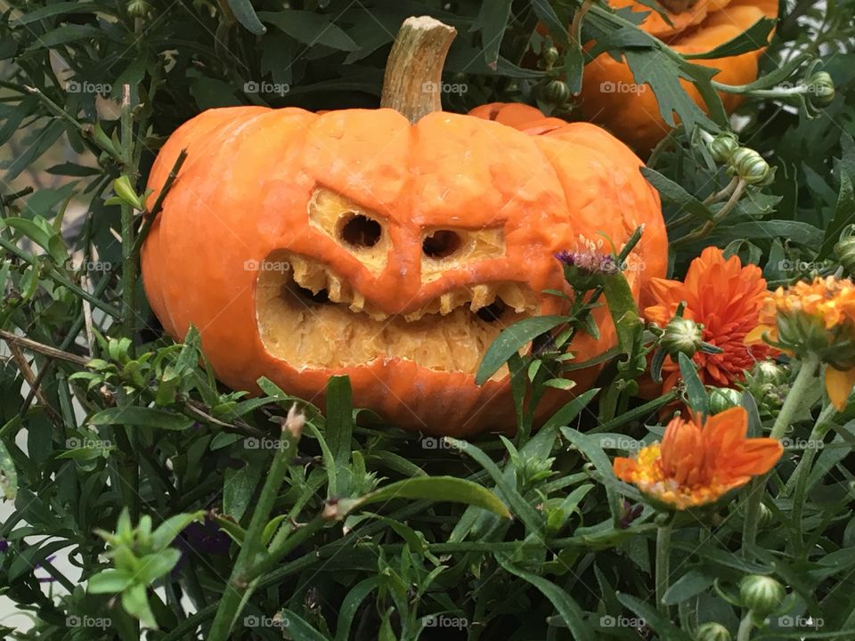 Hand carved Halloween Jack-O-Lantern pumpkin