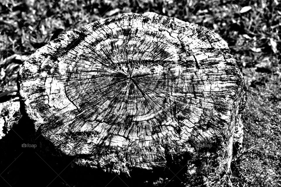 Stump in black and white 