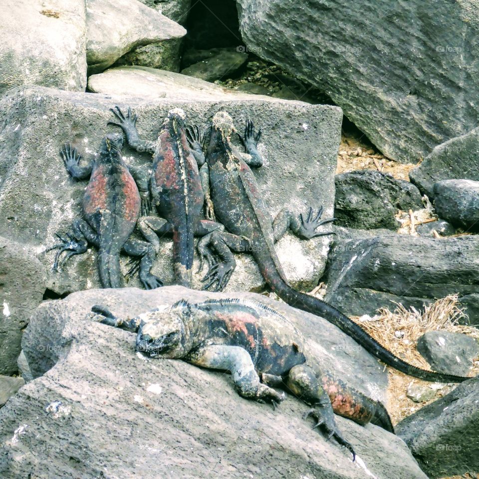 Iguanas sunning