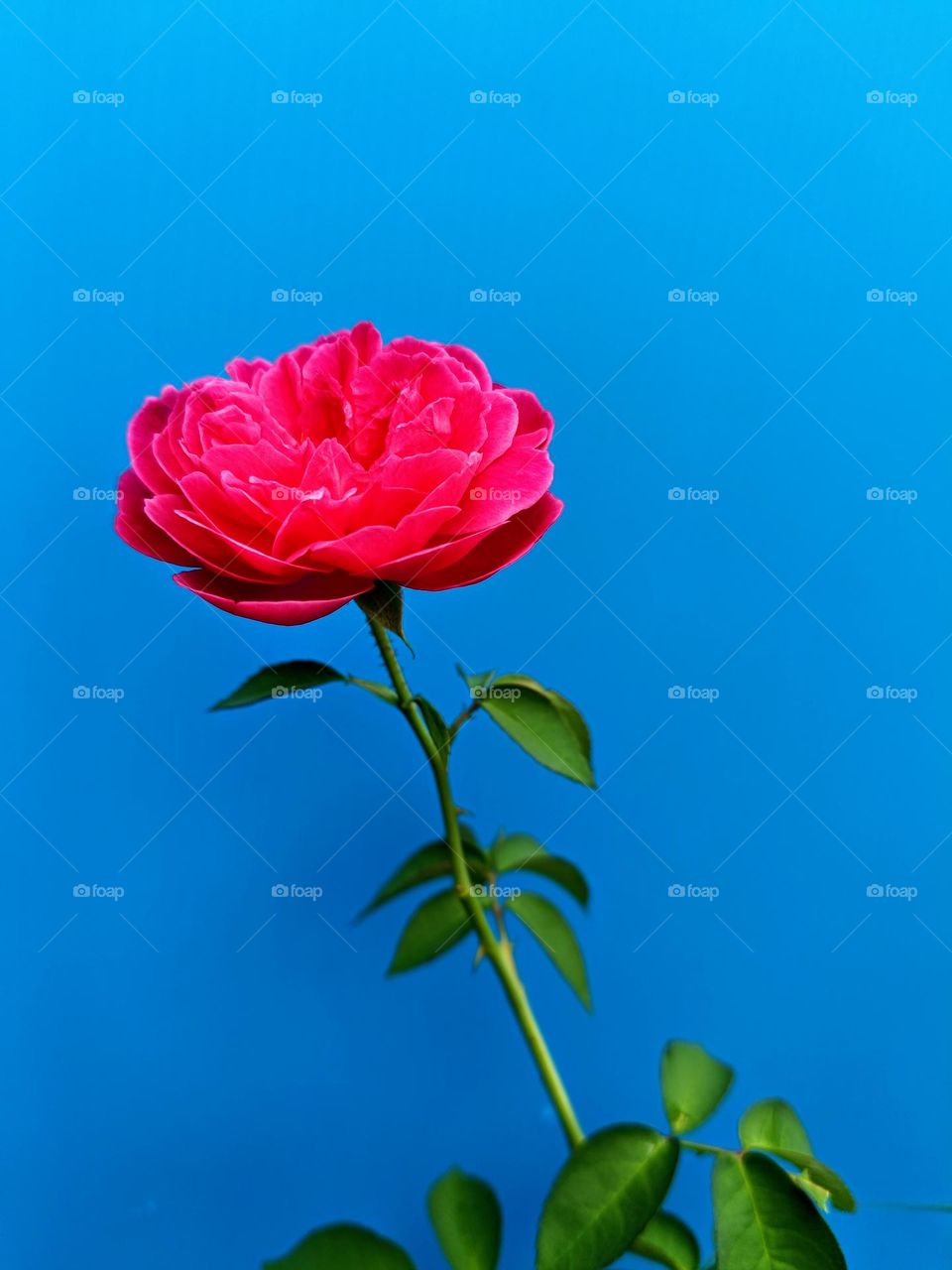 A rose on blue background.