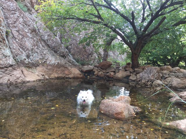 When it's hot, Jake will jump into the water
