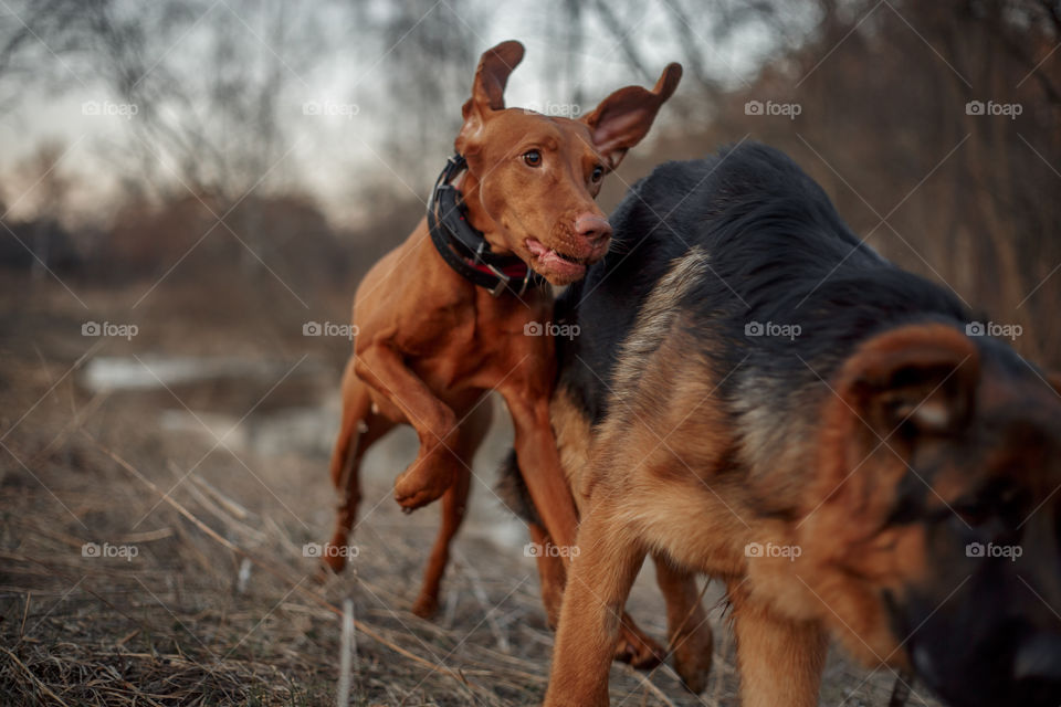 German shepherd young male dog and Hungarian vizsla playing outdoor at spring evening 