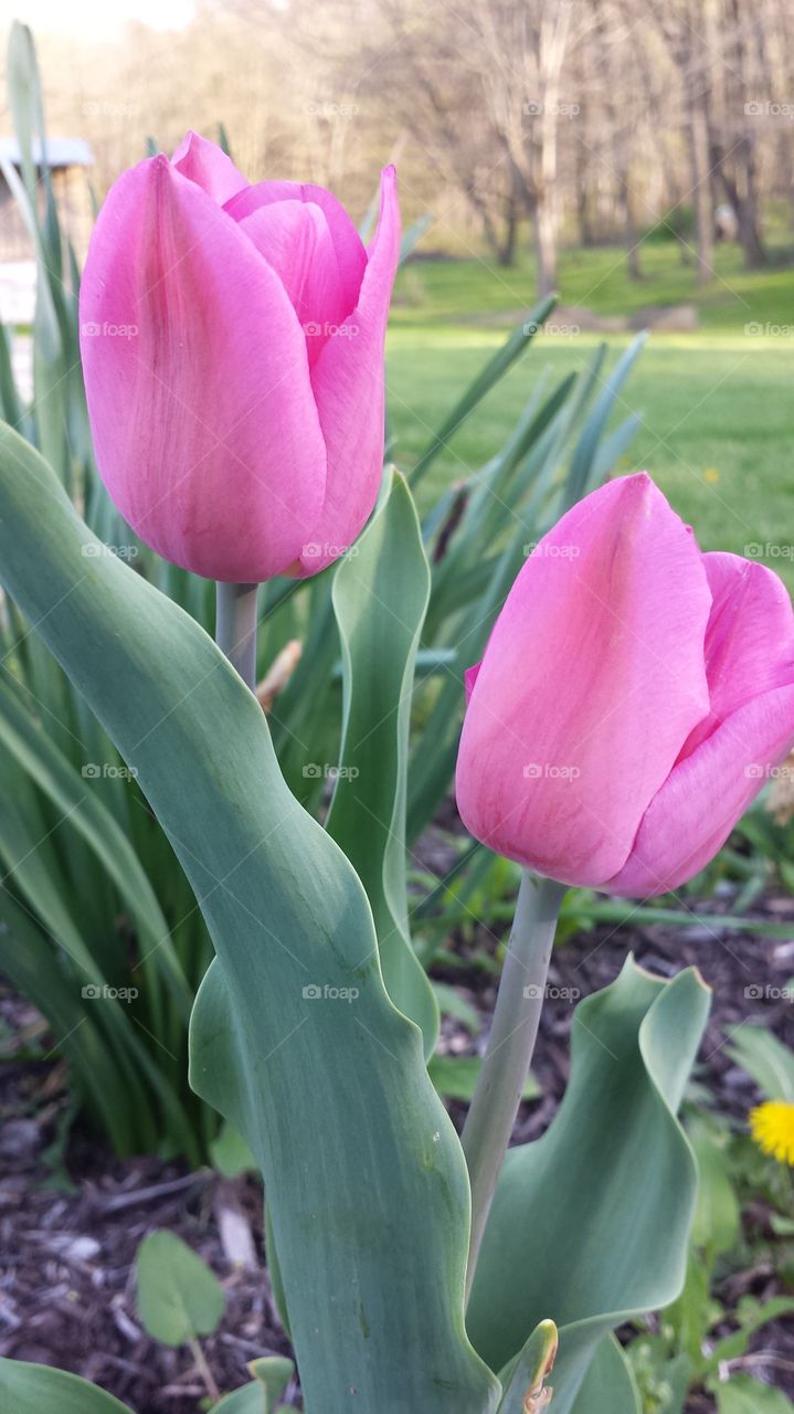 Pink Tulips