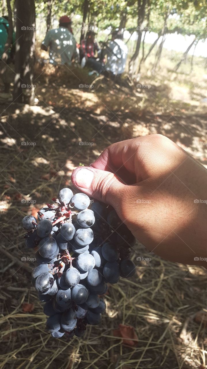 uvas para vino