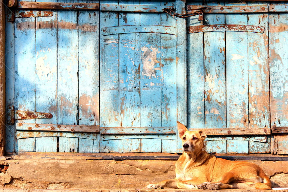 Dog against rusty grunge door backdrop