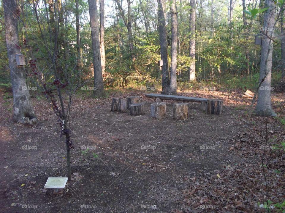 classroom in the woods
