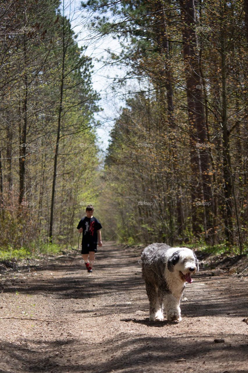 Person wearing black shirt and shorts taking the dogs for a walk in the woods on a trail.