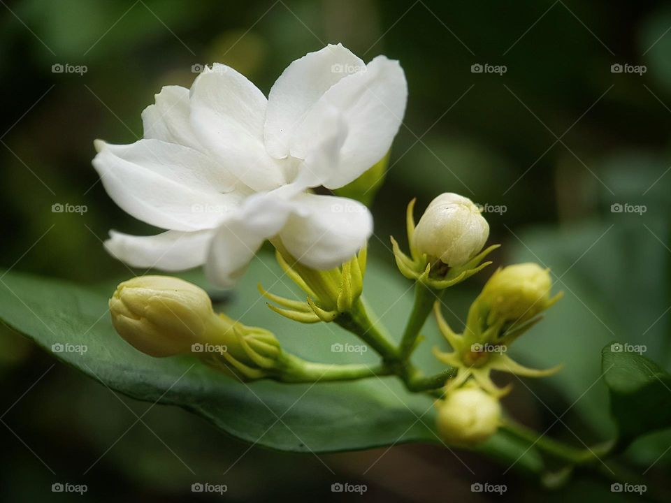 The White Arabian Jasmine has a blooming flower in the middle of the spring day.