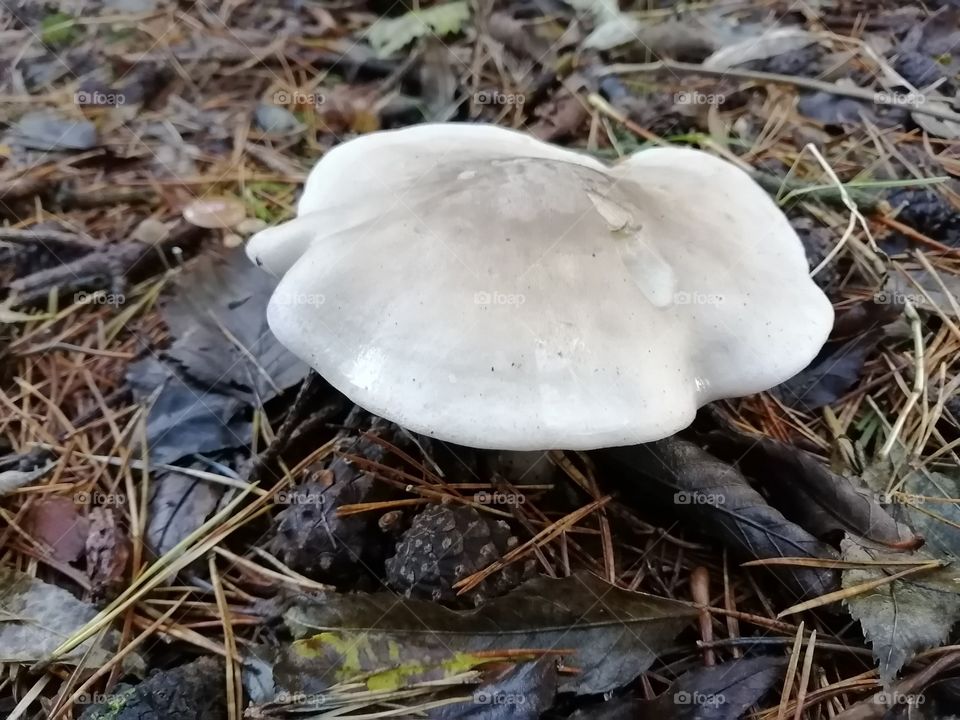 Mushroom