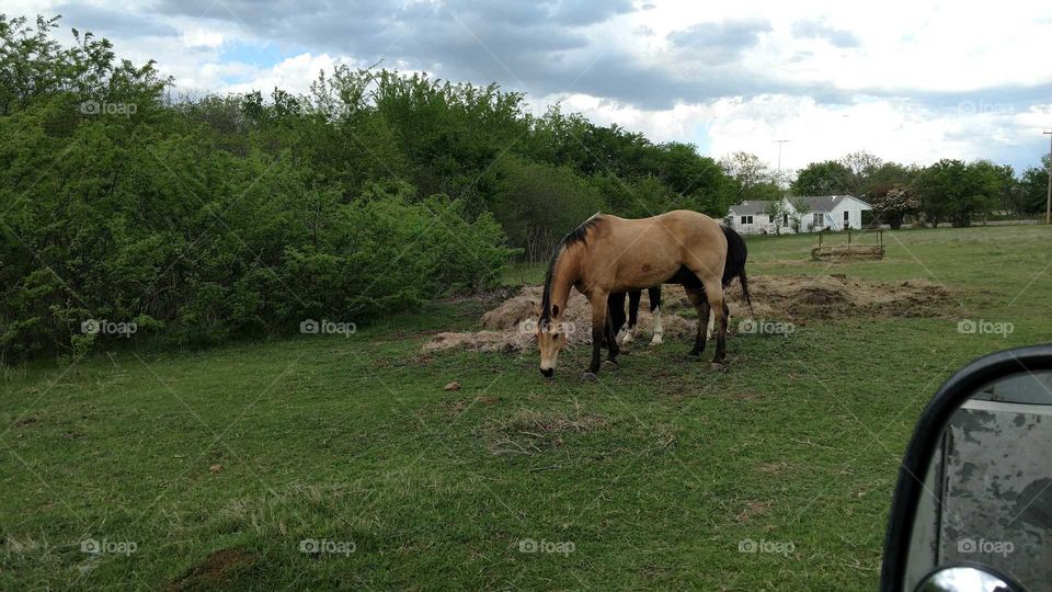 Horses Grazing on the Farm