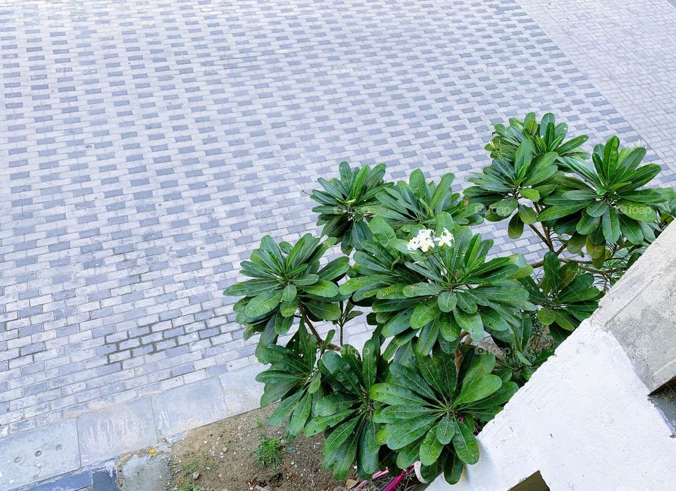 Floor of the common area of a multi-storey is beautifully made of two colors rectangular tiles.