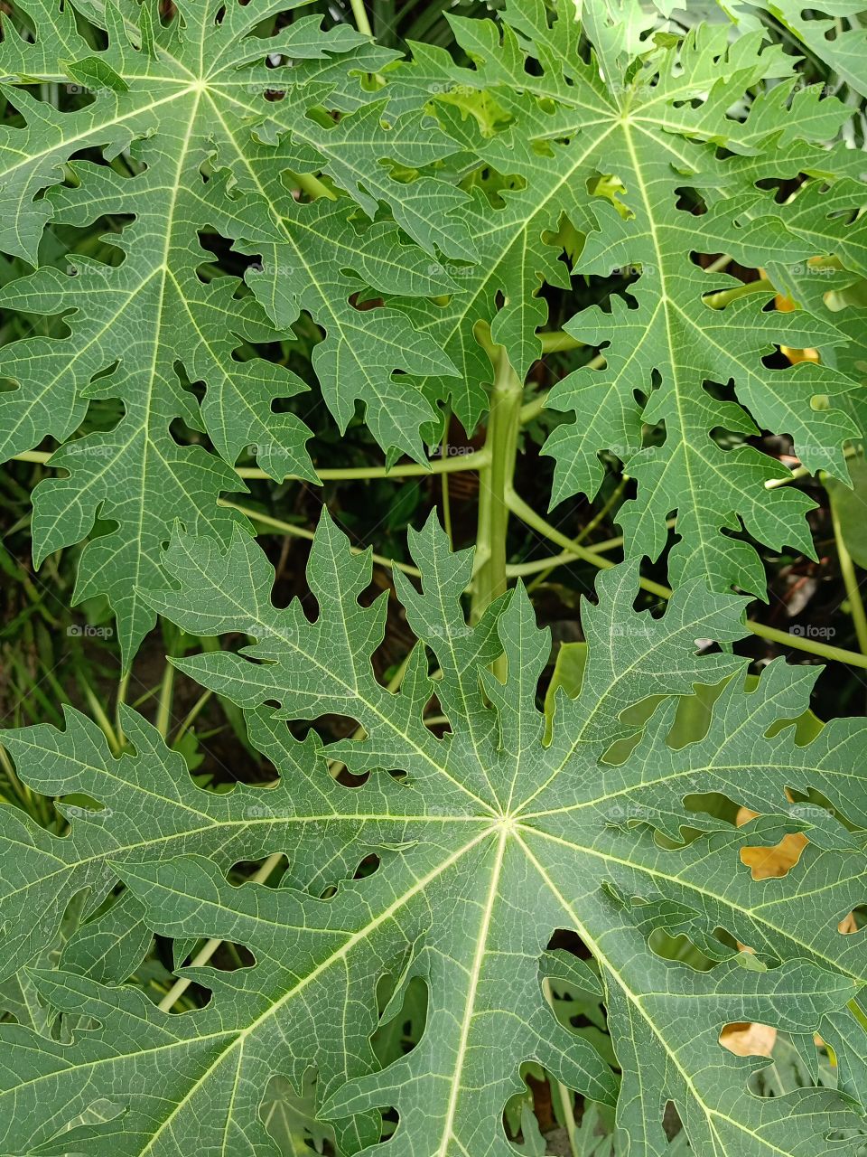 Green leafs