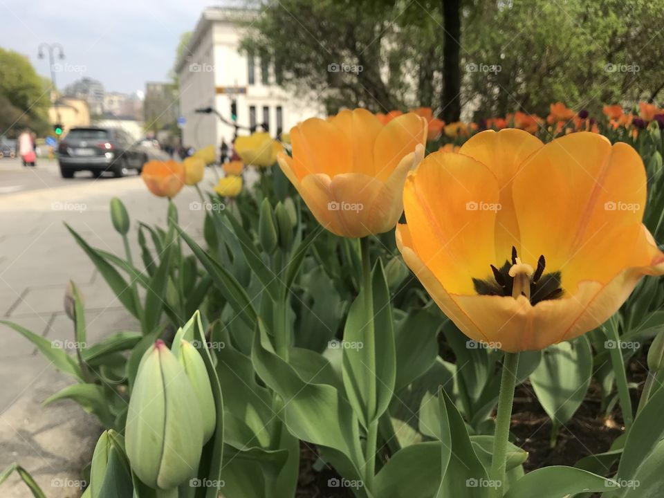 Beautiful flowers 