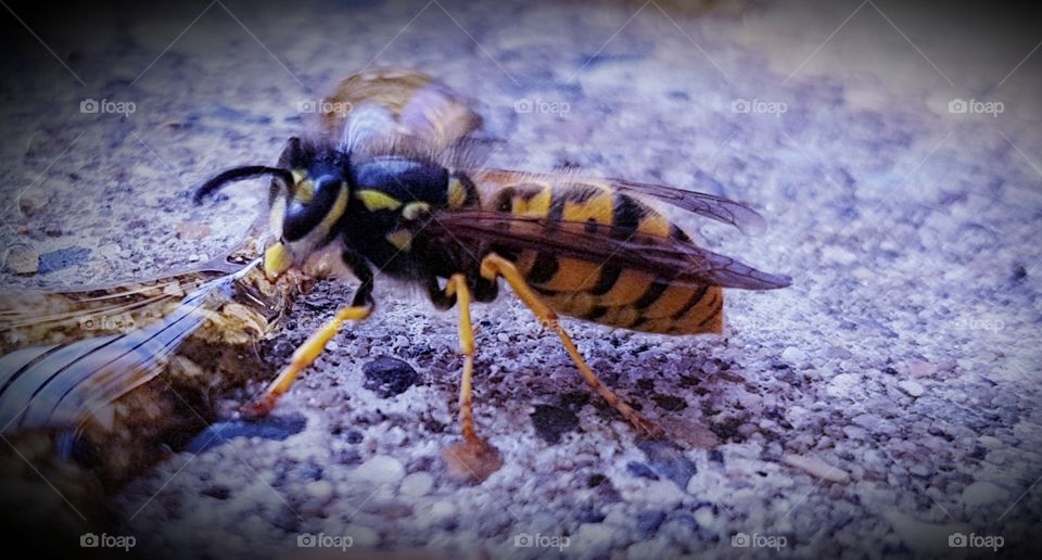 Wasp feeding